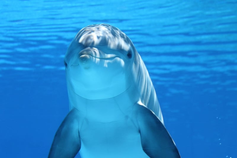 Dolphins Swimming