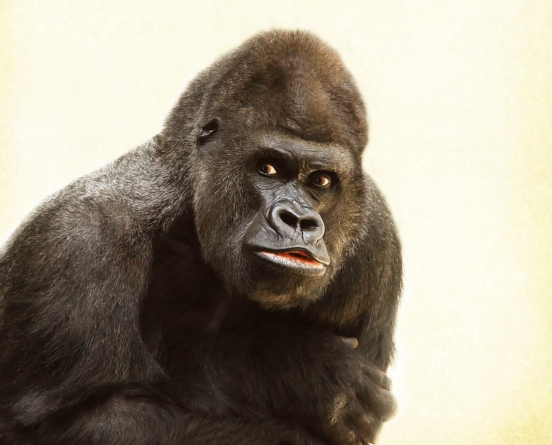 Gorilla in the Wild